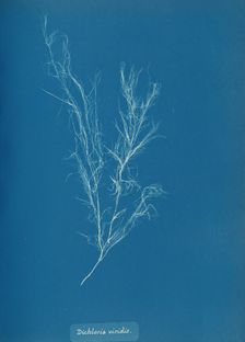 Dichloria viridis, ca. 1853. Creator: Anna Atkins
