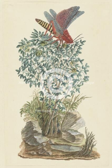 Dictyophorus spumans (Koppie foam grasshopper) perched on a Zygophyllum sp. (Caper bean), 1777-1786 Creator: Robert Jacob Gordon.