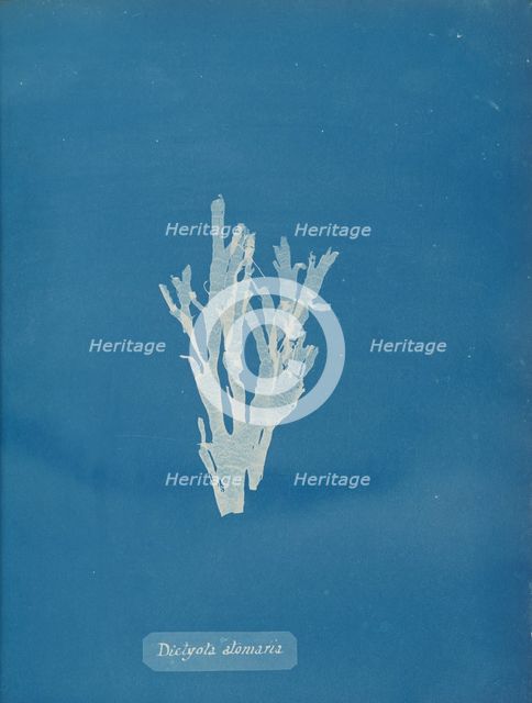 Dictyota atomaria, ca. 1853. Creator: Anna Atkins.