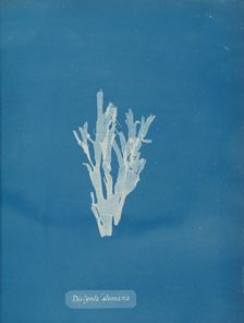 Dictyota atomaria, ca. 1853. Creator: Anna Atkins