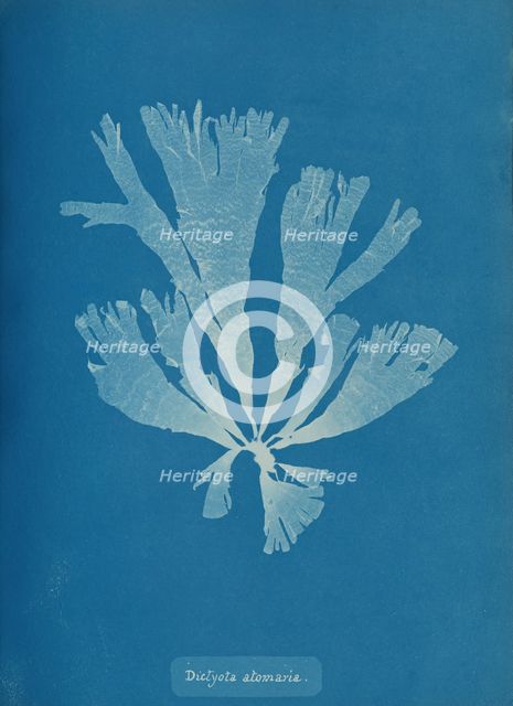 Dictyota atomaria, ca. 1853. Creator: Anna Atkins.