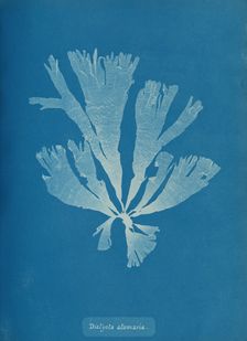Dictyota atomaria, ca. 1853. Creator: Anna Atkins