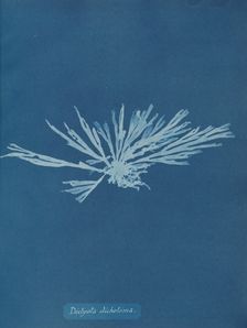 Dictyota dichotoma, ca. 1853. Creator: Anna Atkins