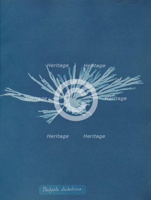 Dictyota dichotoma, ca. 1853. Creator: Anna Atkins.