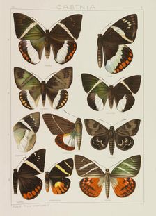 Die Großschmetterlinge der Erde (The Macrolepidoptera of the World), 1909. Creator: Seitz, Adalbert (1860-1938)