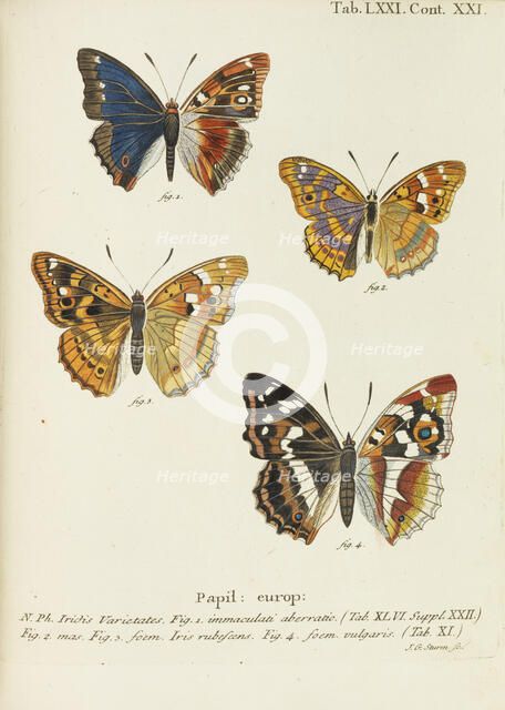 Die Schmetterlinge (The butterflies), 1777-1794. Creator: Esper, Eugen Johann Christoph (1742-1810).