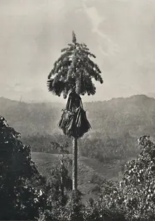 Die Talipotpalm (Corypha umbracalifera) in Blute 1926