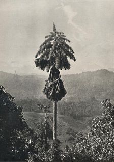 Die Talipotpalm (Corypha umbracalifera) in Blute 1926