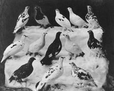 Different colors of ptarmigan according to season, between c1900 and c1930. Creator: Unknown