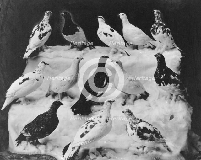 Different colors of ptarmigan according to season, between c1900 and c1930. Creator: Unknown.
