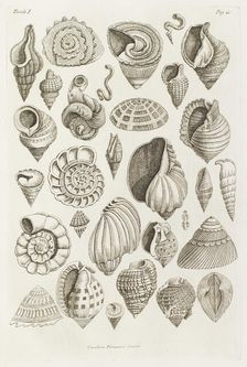 Different shells thought to inspire the forms of Etruscan vases, 1769. Creator: Giovanni Battista Piranesi