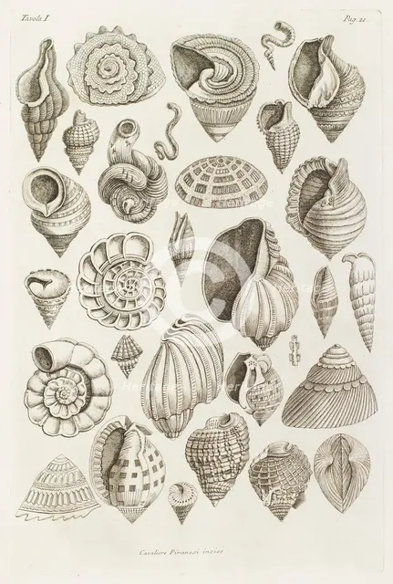 Different shells thought to inspire the forms of Etruscan vases, 1769.  Creator: Giovanni Battista Piranesi.