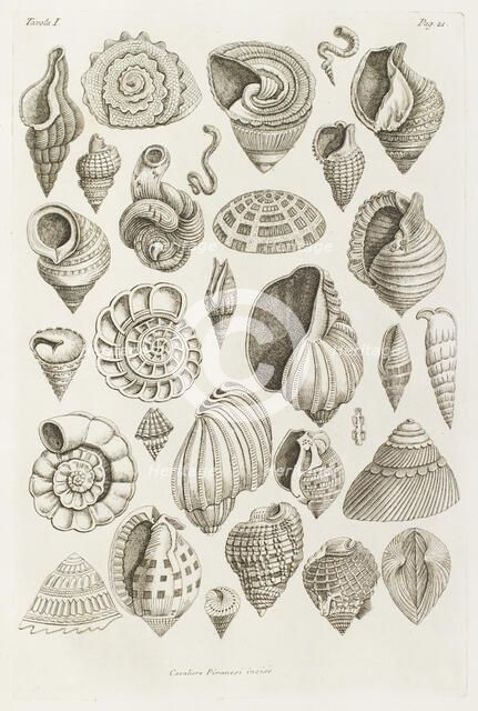 Different shells thought to inspire the forms of Etruscan vases, 1769.  Creator: Giovanni Battista Piranesi.