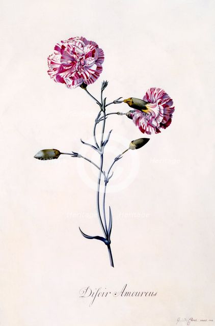 Difor Amourius (Carnation), c. 1745 (hand coloured engraving). Creator: "Georg Dionysius Ehret (1710 - 70); Ehret, Georg Dionysius (1710-1770)".