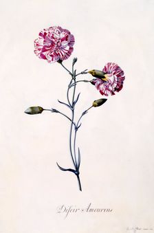 Difor Amourius (Carnation), c. 1745 (hand coloured engraving). Creator: "Georg Dionysius Ehret (1710 - 70); Ehret, Georg Dionysius (1710-1770)"