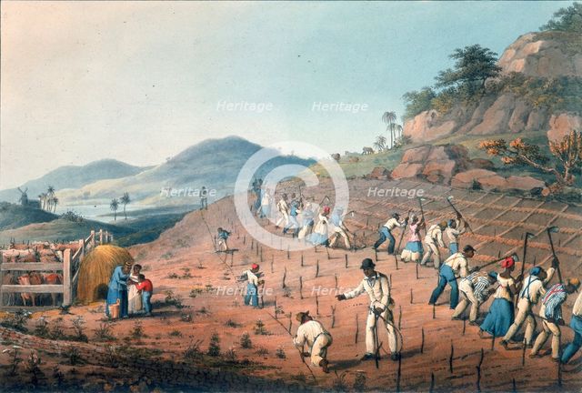 Digging the cane holes, Antigua, 1823. Creator: William Clark.