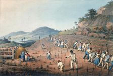 Digging the cane holes, Antigua, 1823. Creator: William Clark