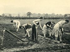 Digging and Planting 1943. Creator: Unknown