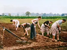 Digging and Planting 1943. Creator: Unknown