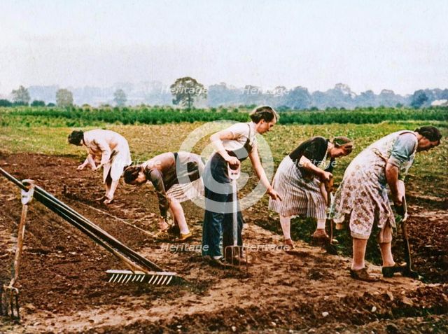 'Digging and Planting', 1943. Creator: Unknown.