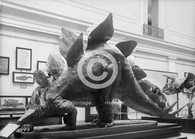 Dinosaur - Mounted Specimen in Smithsonian, 1917. Creator: Harris & Ewing.
