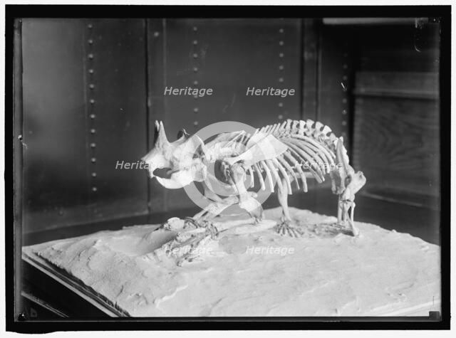 Dinosaur skeleton, between 1913 and 1917. Creator: Harris & Ewing.