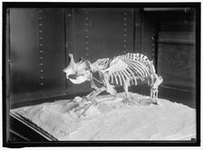 Dinosaur skeleton, between 1913 and 1917. Creator: Harris & Ewing