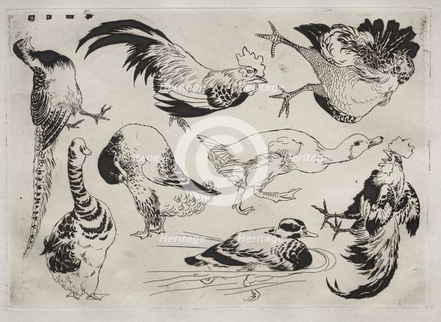 Dinner Service (Rousseau service): Roosters, ducks, etc. (no. 13), 1866. Creator: Félix Bracquemond (French, 1833-1914).