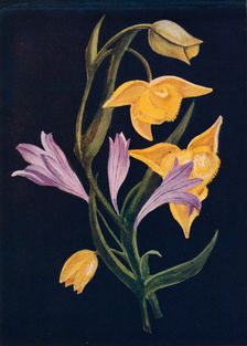 Diogenes Lantern & Harvest Brodiaea c1915, (1915). Artist: Emma Graham Clock