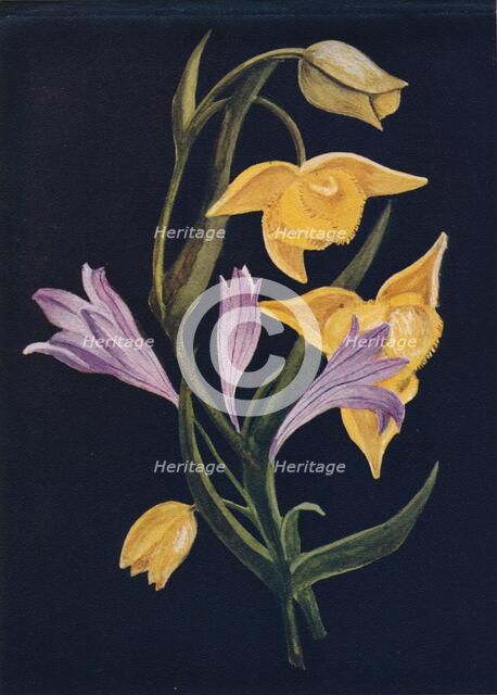'Diogenes Lantern & Harvest Brodiaea',  c1915, (1915). Artist: Emma Graham Clock.