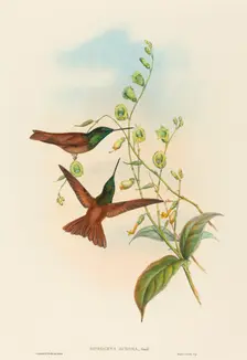 Diphogena aurora (Gould's Rainbow). Creators: John Gould, Henry Constantine Richter
