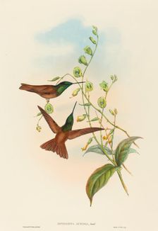 Diphogena aurora (Gould's Rainbow). Creators: John Gould, Henry Constantine Richter