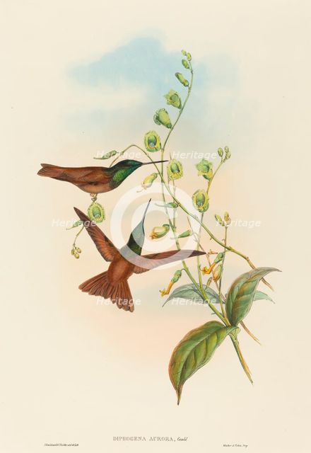 Diphogena aurora (Gould's Rainbow). Creators: John Gould, Henry Constantine Richter.