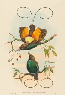 Diphyllodes chrysoptera (Magnificent Bird of Paradise). Creators: John Gould, William Matthew Hart
