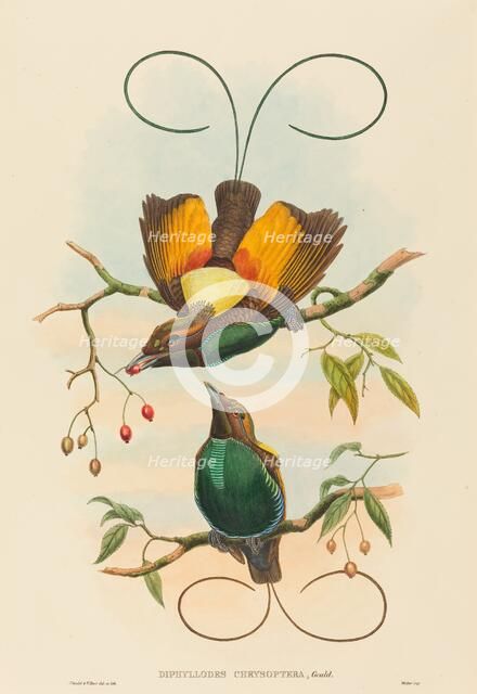 Diphyllodes chrysoptera (Magnificent Bird of Paradise). Creators: John Gould, William Matthew Hart.