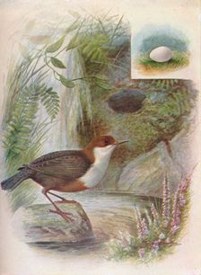 Dipper or Water-Ousel - Cin'clus aquat'icus c1910, (1910). Artist: George James Rankin