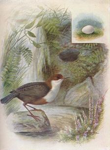 Dipper or Water-Ousel - Cin'clus aquat'icus c1910, (1910). Artist: George James Rankin