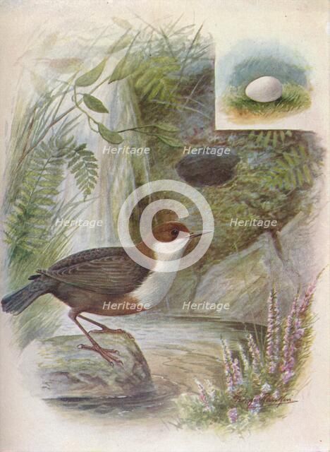 'Dipper or Water-Ousel  - Cin'clus aquat'icus', c1910, (1910). Artist: George James Rankin.