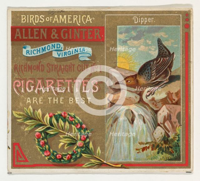 Dipper, from the Birds of America series (N37) for Allen & Ginter Cigarettes, 1888., 1888. Creator: Allen & Ginter.