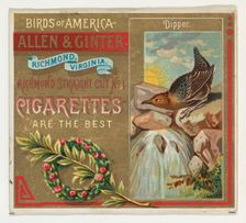 Dipper, from the Birds of America series (N37) for Allen & Ginter Cigarettes, 1888., 1888. Creator: Allen & Ginter