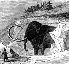 Discovery of a woolly mammoth, 1779 (c1870). Creator: Unknown