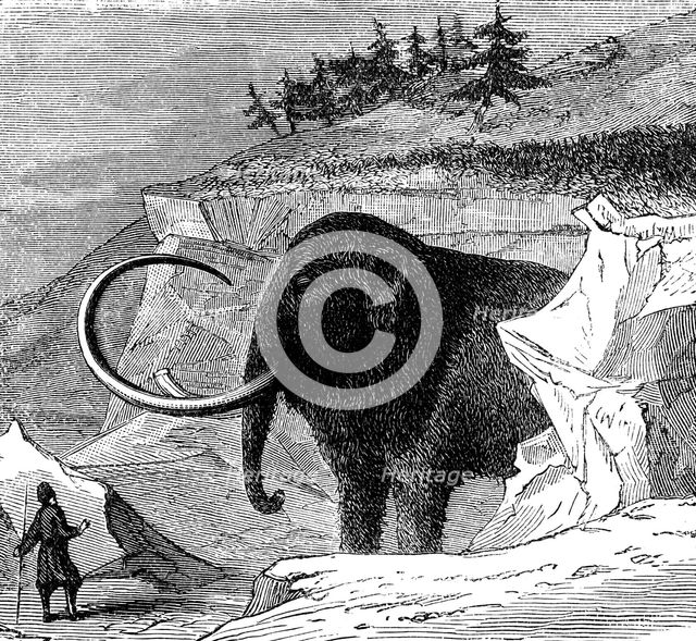 Discovery of a woolly mammoth, 1779 (c1870). Creator: Unknown.