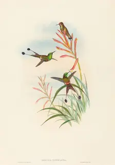 Discura longicauda (Racket-Tail). Creators: John Gould, Henry Constantine Richter