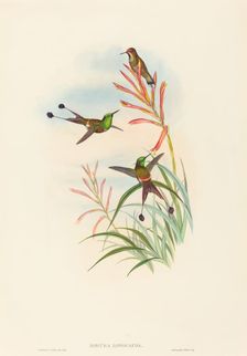 Discura longicauda (Racket-Tail). Creators: John Gould, Henry Constantine Richter