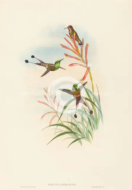 Discura longicauda (Racket-Tail). Creators: John Gould, Henry Constantine Richter.