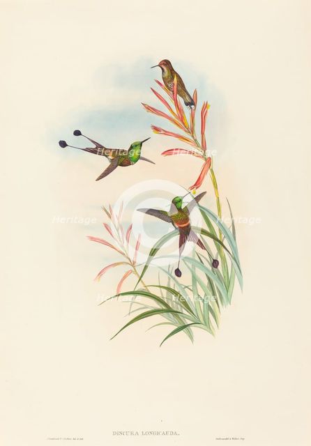 Discura longicauda (Racket-Tail). Creators: John Gould, Henry Constantine Richter.