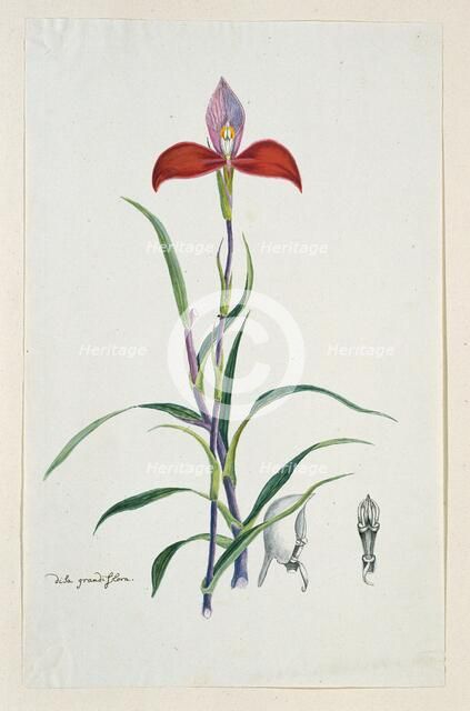 Disa uniflora Bergius (Red disa; or Pride of Table Mountain), 1777-1786. Creator: Robert Jacob Gordon.