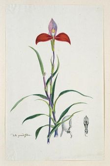 Disa uniflora Bergius (Red disa; or Pride of Table Mountain), 1777-1786. Creator: Robert Jacob Gordon