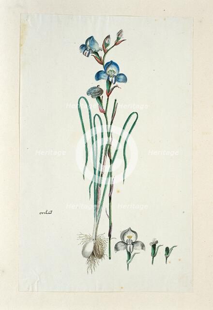 Disa graminiflolia Ker Gawl. Ex Spreng. (Blue disa), 1777-1786. Creator: Robert Jacob Gordon.