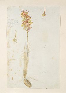 Disa porrecta Swartz, 1777-1786. Creator: Robert Jacob Gordon